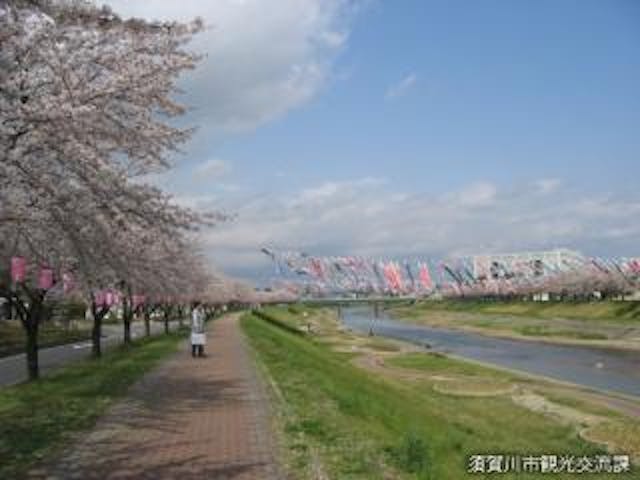 釈迦堂川ふれあいロードの桜並木