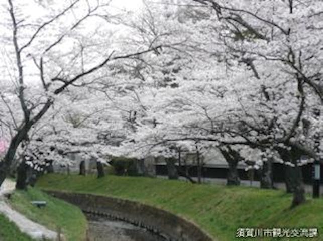 翠ケ丘公園の桜並木 アソビュー 翠ケ丘公園の桜並木 アソビュー