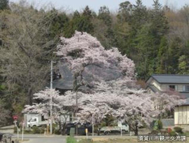 永禄寺の桜