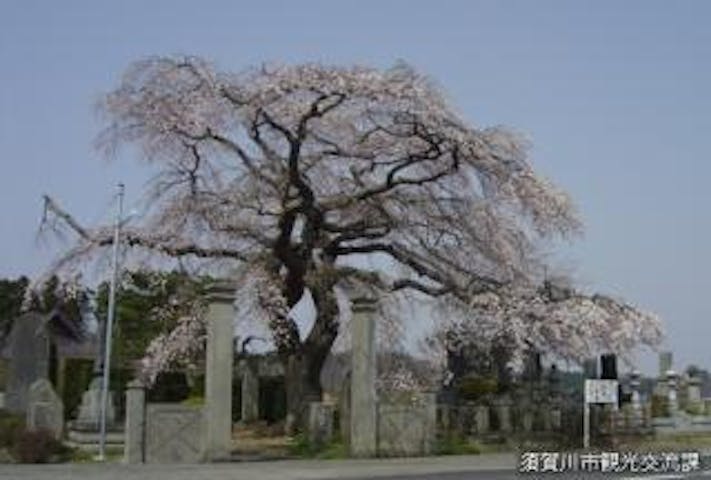 照光寺の枝垂れ桜