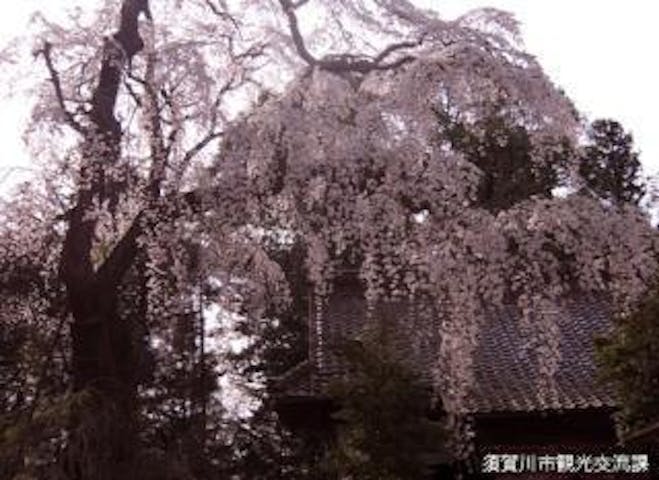 朝日稲荷神社の枝垂れ桜