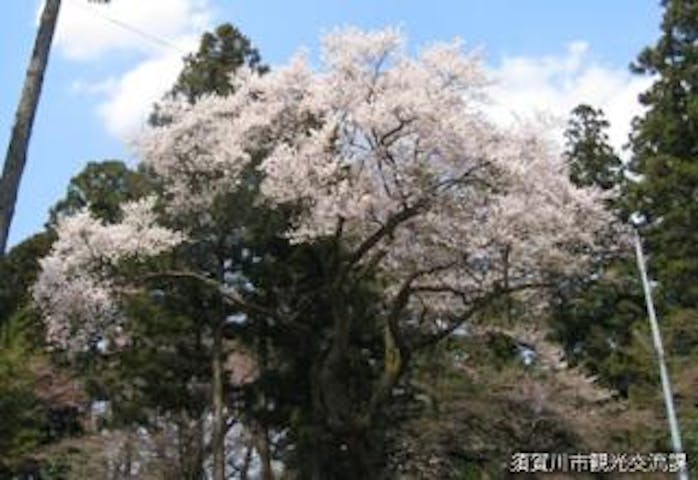 神炊館神社のエドヒガン