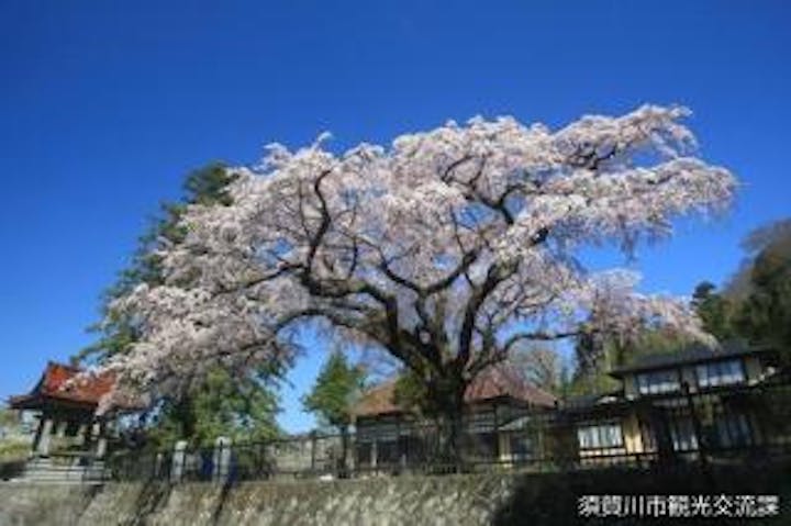 永泉寺の枝垂れ桜