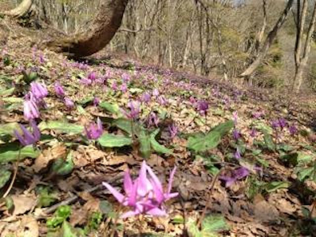 鳥屋山登山道のカタクリ群生地