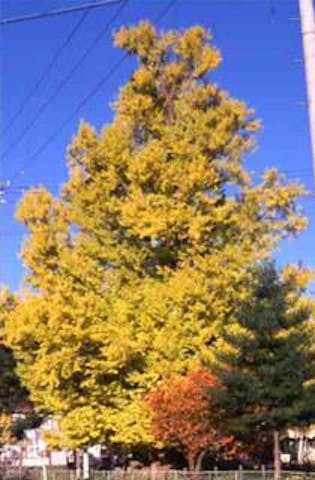 古町の大イチョウ