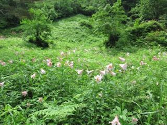 安座おとめゆりまつり