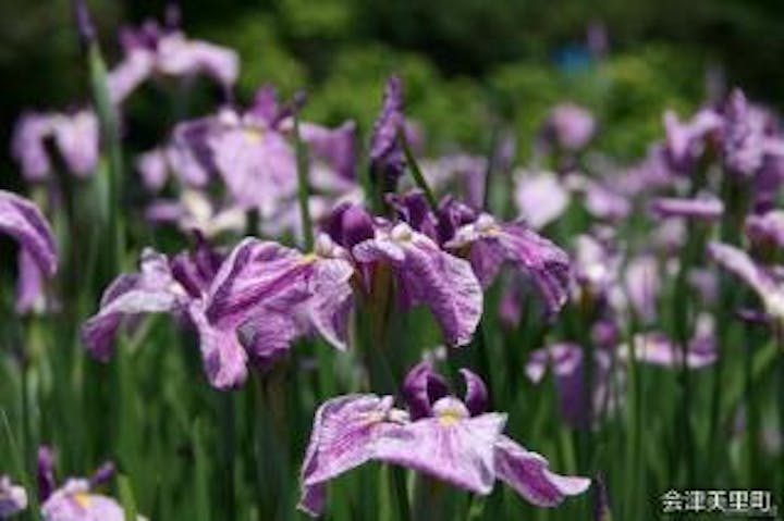伊佐須美神社あやめ苑