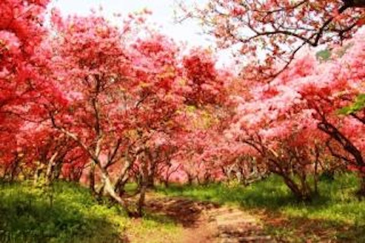 【中止】はなわのつつじまつり