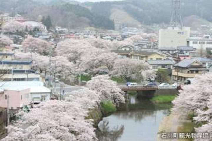石川町の桜