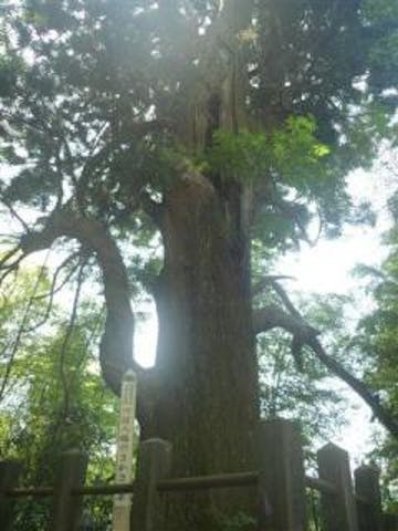 川辺八幡神社のさかさ杉