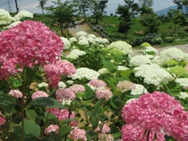 【中止】世界のあじさい・ゆりまつり