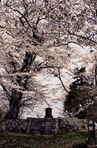城山の桜