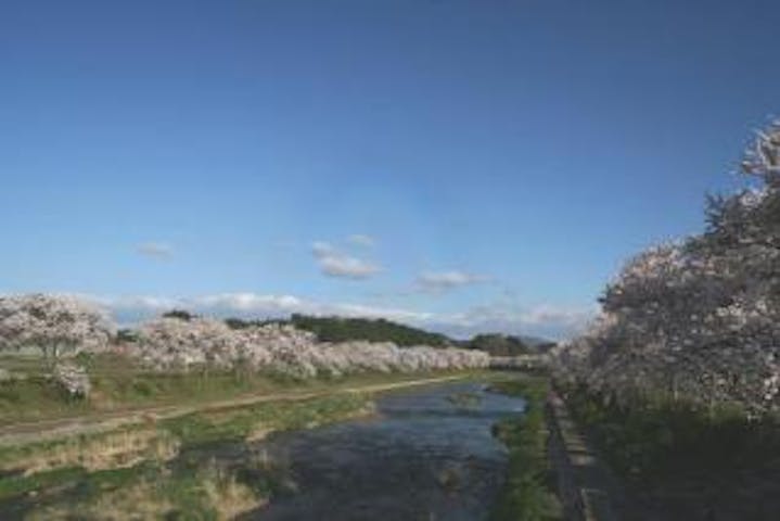 夏井千本桜遊歩道 アソビュー