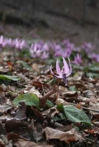 鹿狼山のカタクリ