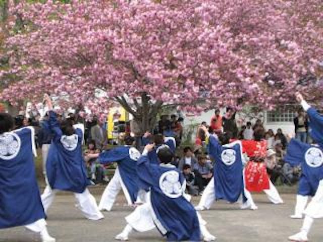 やすらぎの里さくら祭り