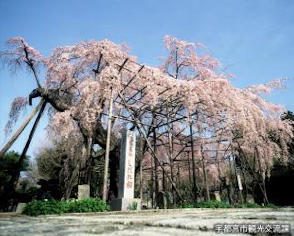 しだれ桜