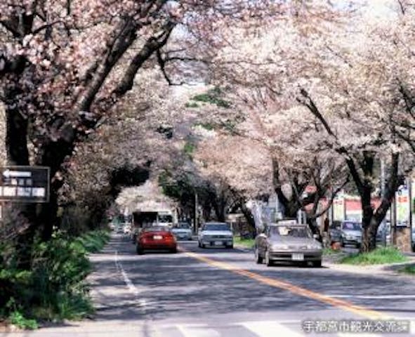 日光街道沿いの桜並木