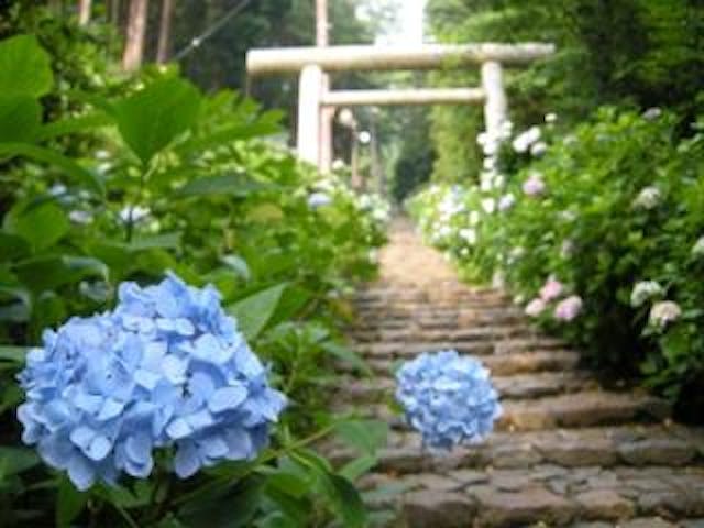 太平山のあじさい