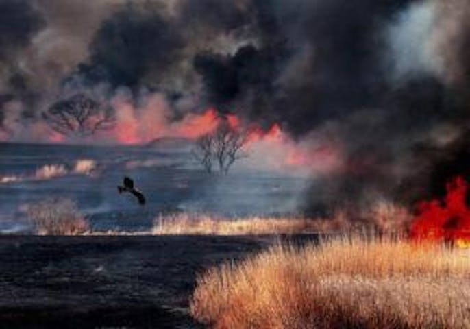 渡良瀬遊水地のヨシ焼き アソビュー 渡良瀬遊水地のヨシ焼き アソビュー