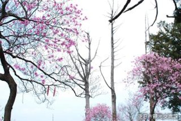 石裂山のアカヤシオ