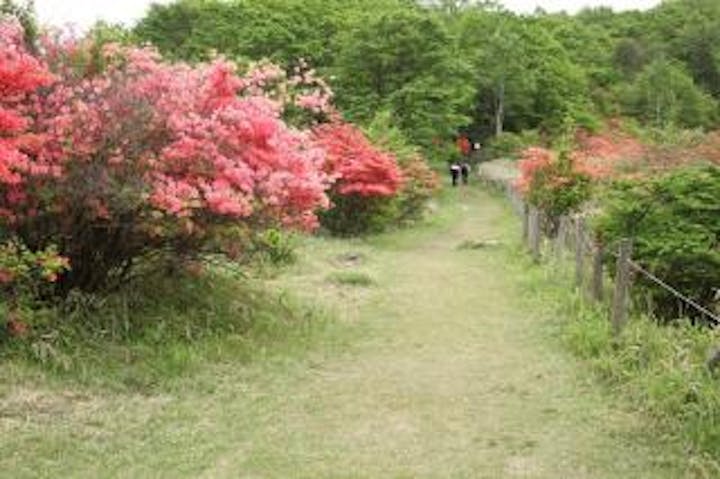古峰ヶ原峠のツツジ
