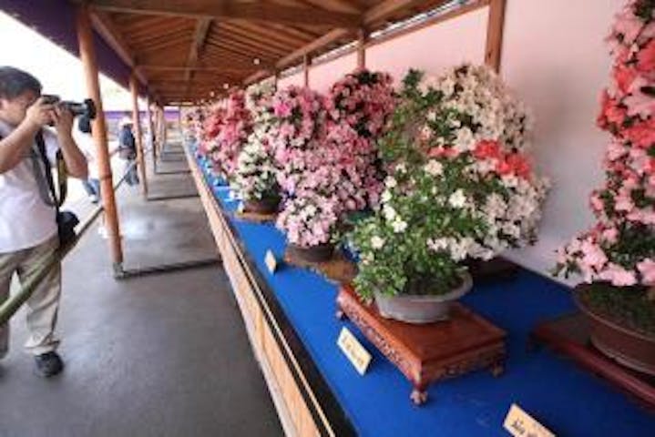 鹿沼さつき祭り 令和2年度は中止となりました アソビュー 鹿沼さつき祭り 令和2年度は中止となりました アソビュー
