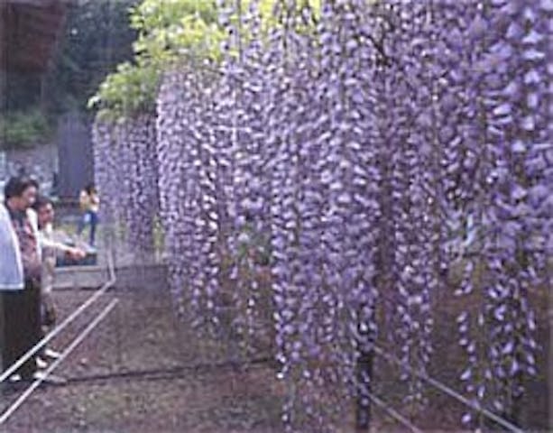 龍蔵寺の六尺藤