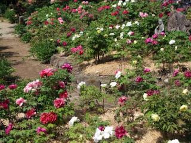 塩原温泉ぼたんまつり