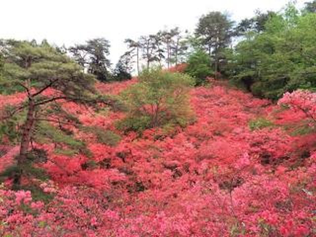 花立峠のツツジ