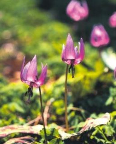 カタクリさくらまつり