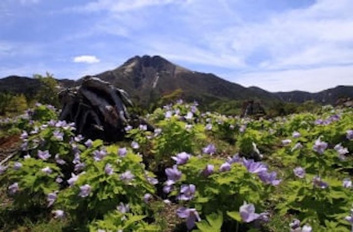 白根山シラネアオイ群生地