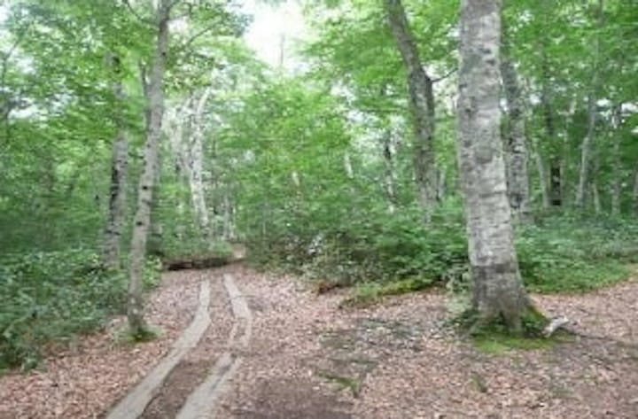 武尊牧場のブナの原生林