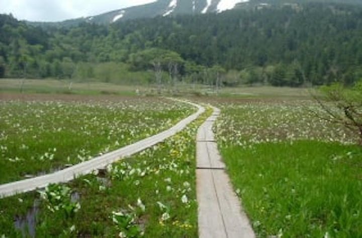 尾瀬山の鼻　研究見本園コース
