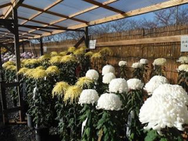 羽生市連合菊花大会