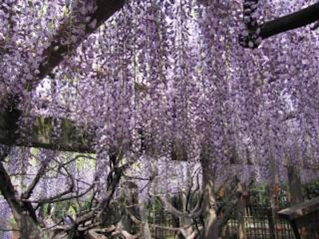 久伊豆神社の藤