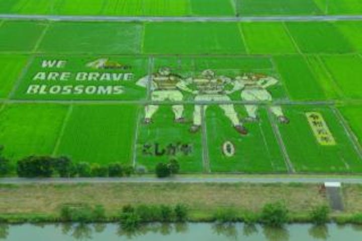 【2020年度開催中止】こしがや田んぼアート