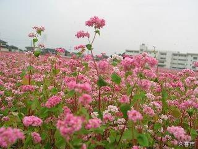【2021年中止】赤花そば祭り