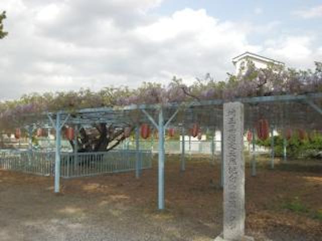 菖蒲神社のフジ