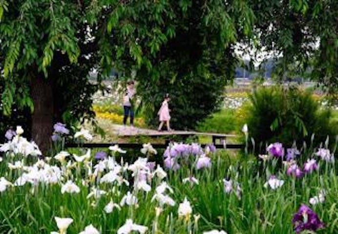 菖蒲城趾あやめ園の花しょうぶ