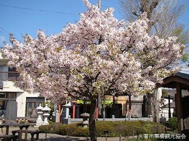 静桜