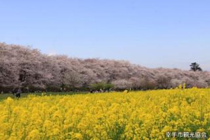 【2021年中止】幸手桜まつり