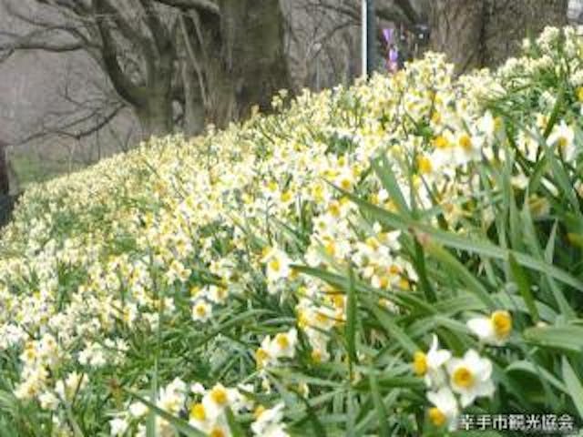 【2022年未定】幸手水仙まつり