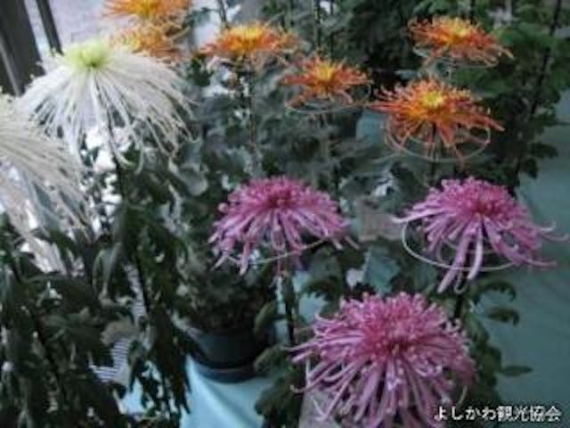 吉川市菊花展