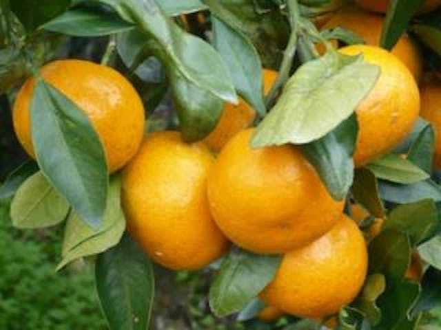 風布・小林みかん山