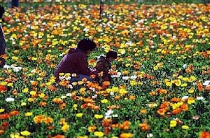 館山ファミリーパークのポピー