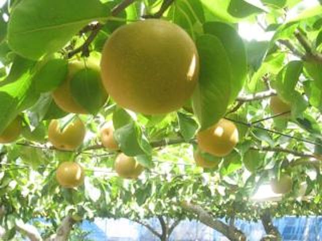 松戸市観光梨園組合連合会