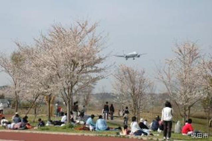 成田市さくらの山の桜