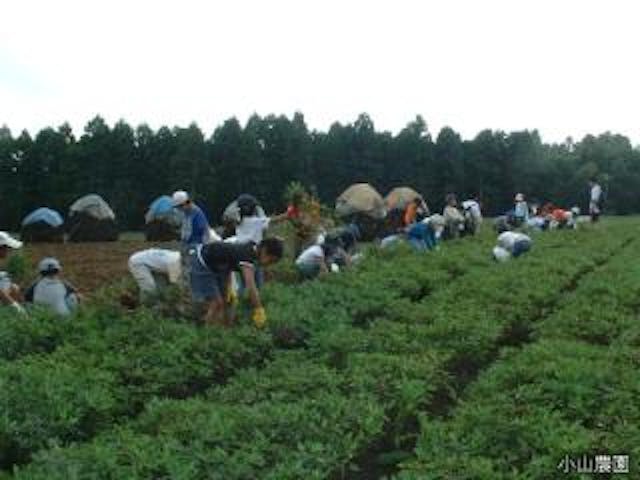 落花生掘り（小山農園）
