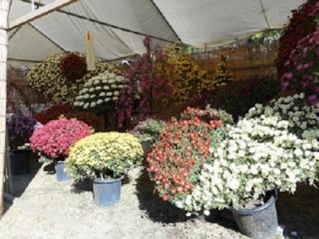 【令和2年度中止】菊花大会