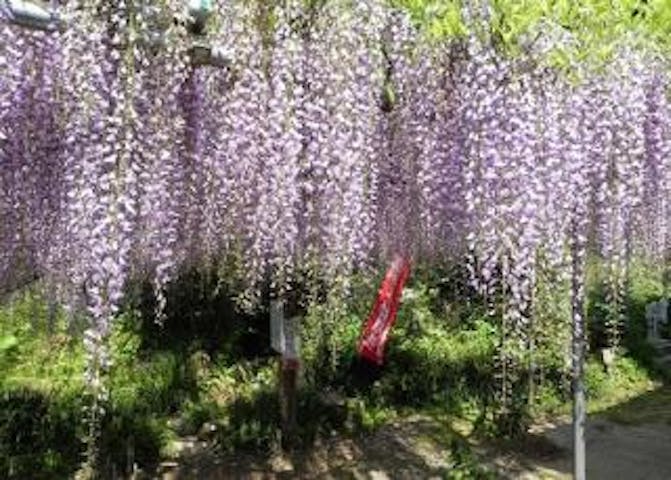 おせん様のふじ祭り